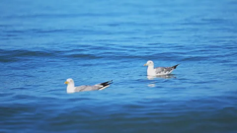 Seagulls resting on sparkling sea surface with warm sunlight and gentle waves. Stock Footage 335549501
