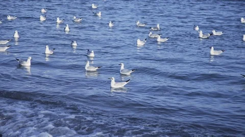 Seagulls resting on waves at seaside Stock Footage 120072277