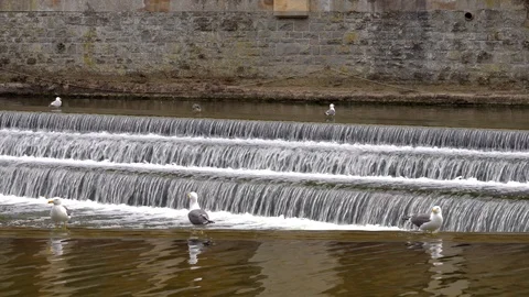 Seagulls on the River Avon in Bath Stock Footage 112666241