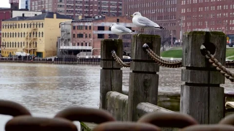 Seagulls by the River Video stock 57873110