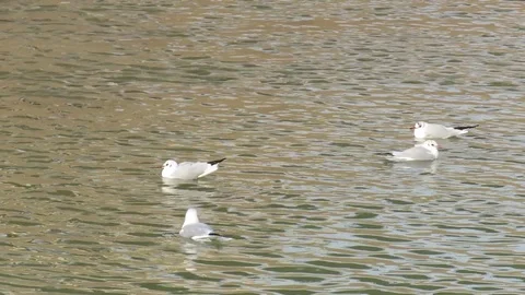 Seagulls on the river Stock Footage 94328824