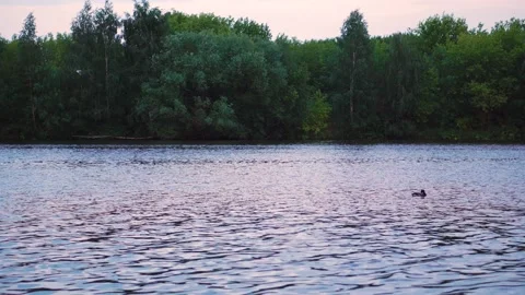 Seagulls on river Stock-Footage 111266285