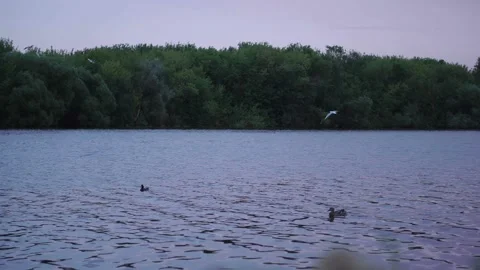 Seagulls on river Stock-Footage 111266383