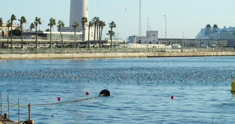 Seagulls on the river Stock-Footage 192273933