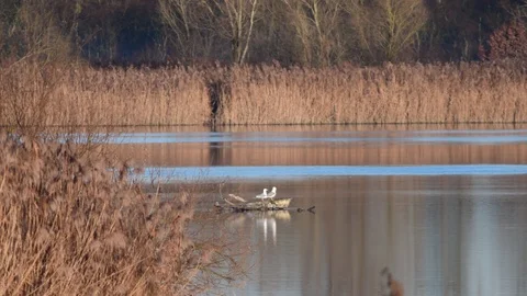 Seagulls at the river inn Video stock 126757467
