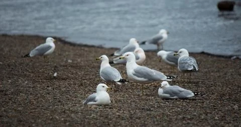 Seagulls on the river Stock Photos
