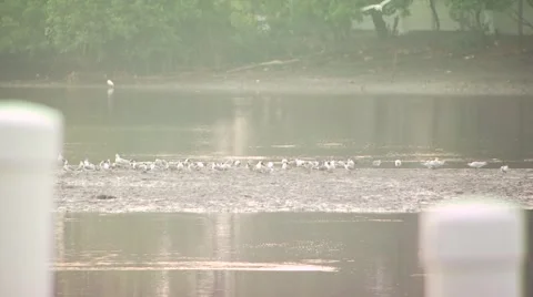 Seagulls at riverbank Stock Footage 55312872