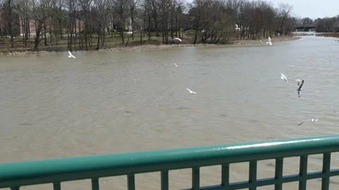 Seagulls Riverbank Video stock 171341709