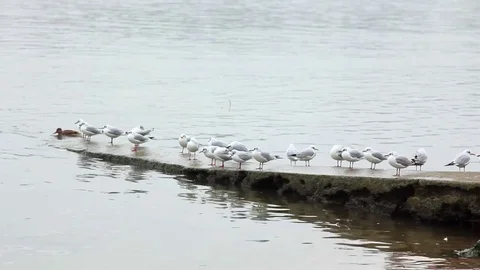 Seagulls on riverside Stock Footage 70066472