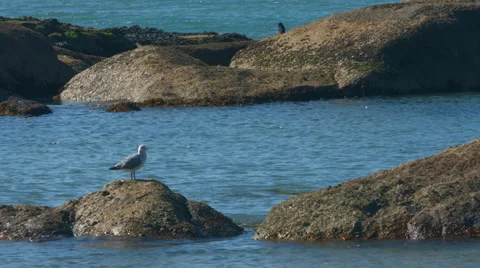 Seagulls on rock at beach 2 Video stock 42775646