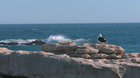 Seagulls on rock at beach 3 Video stock 42775623