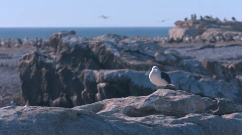 Seagulls on rock at beach 4 Video stock 42775550