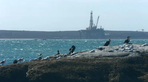 Seagulls on rock at beach Video stock 42775562
