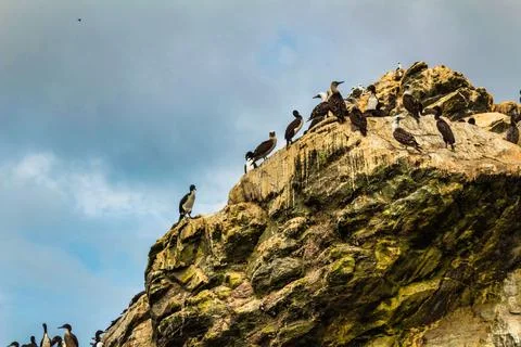 Seagulls on a rock. Cloudy background Stock Photos