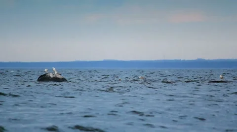 Seagulls on rock Vídeo Stock 7738105