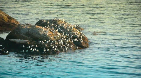 Seagulls on Rock, Ocean at Dusk Video stock 38791285