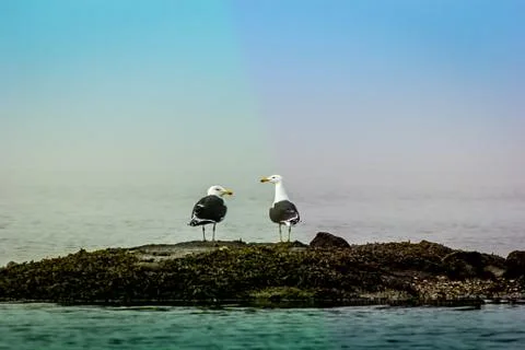 Seagulls on a rock Foto stock