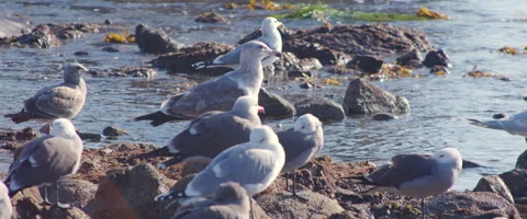 Seagulls on Rocks at the Beach in 6K 스톡 동영상 261781482