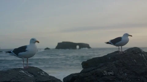 Seagulls on Rocks at the Coast Stock Footage 85451766