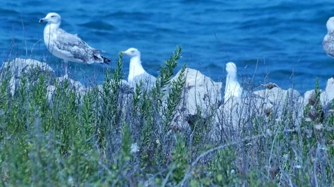 Seagulls on the rocks Stock Footage 78973375