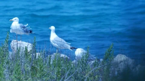 Seagulls on the rocks Stock Footage 78978181