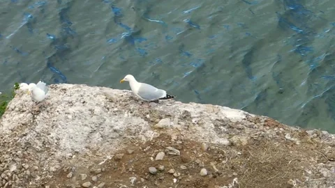 Seagulls on the rocks Vídeos de archivo 134333451