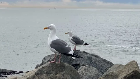 Seagulls on Rocks Video stock 169881677