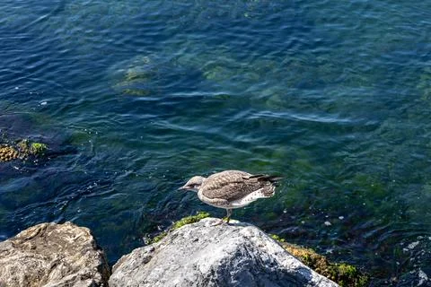 Seagulls on the Rocks looks sea Foto stock