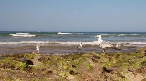 Seagulls on the rocks on the ocean beach Stock Footage 65101769
