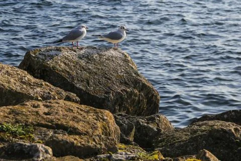 Seagulls on rocks Foto stock
