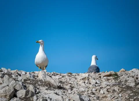 Seagulls on the rocks Stock Photos