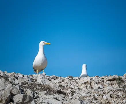 Seagulls on the rocks Stock Photos