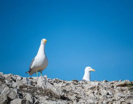 Seagulls on the rocks Stock Photos