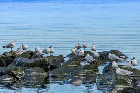 Seagulls on the rocks Stock Photos