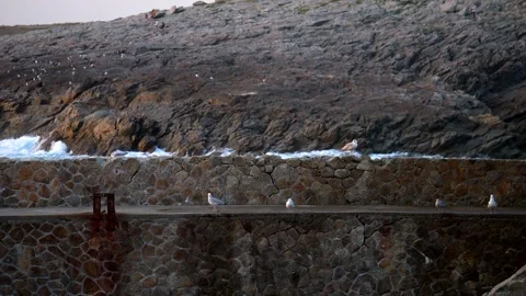 Seagulls on the rocks at sunset. Slow motion 4K 库存影片 288605488
