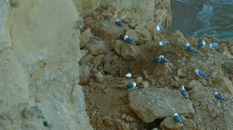 Seagulls on the rocks, the waves break around Vídeo Stock 46968709