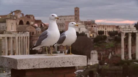 Seagulls in Rome Video stock 146898492