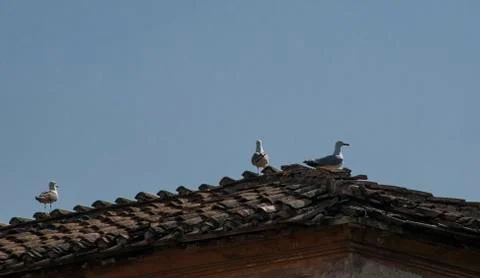 Seagulls on rooftop Stock Photos