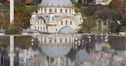 Seagulls on rooftop pool, ornate mosque reflected with autumn trees Stock Footage 320171101
