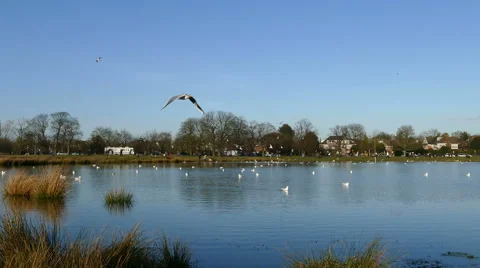 Seagulls on Rushmere Stock Footage 49597444