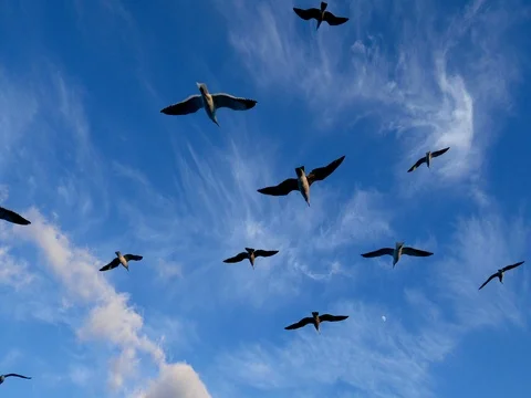 Seagulls Sailing Above. Hardly Flapping Their Wings Video stock 80446572