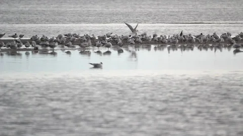 Seagulls on a sand beach Stock Footage 35752536