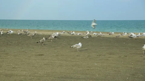 Seagulls on sand beach Stock Footage 96644462