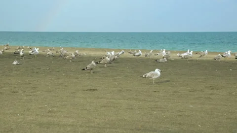 Seagulls on sand beach Stock Footage 96644563