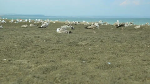 Seagulls on sand beach Video stock 96644889