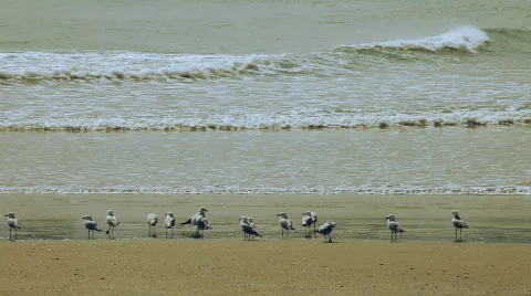 Seagulls on the sand 库存影片 660783