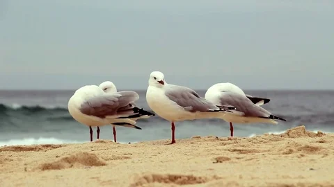 Seagulls On The Sand Stock Footage 82963933