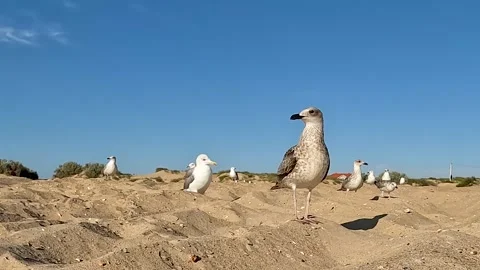 Seagulls on the sand. Vídeos de archivo 282668620