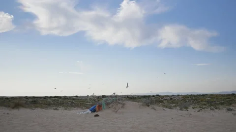 Seagulls on Sandy Beach Flying over Plastic Waste in Polluted Environment, 4k Stock Footage 201125518