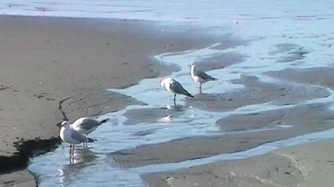 Seagulls On Sandy Beach 스톡 동영상 7760825